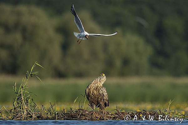 Bieliki, Haliaetus albicilla i śmeszka, Larus ridibundus