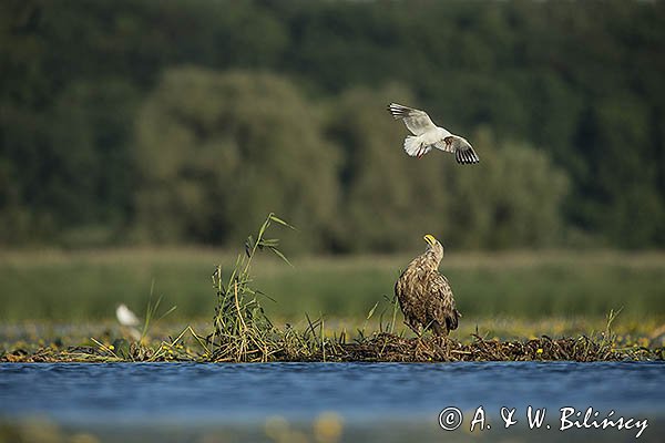 Bieliki, Haliaetus albicilla i śmeszka, Larus ridibundus