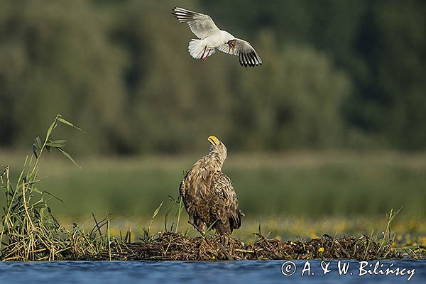 Bieliki, Haliaetus albicilla i śmeszka, Larus ridibundus