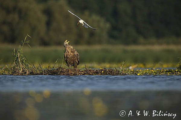 Bieliki, Haliaetus albicilla i śmeszka, Larus ridibundus