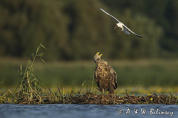 Bieliki, Haliaetus albicilla i śmeszka, Larus ridibundus