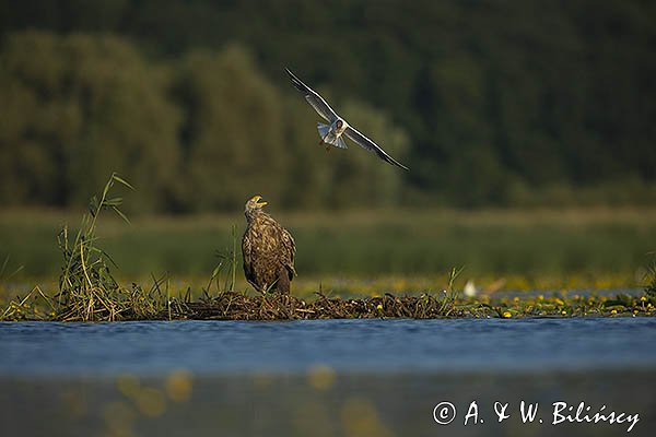 Bieliki, Haliaetus albicilla i śmeszka, Larus ridibundus