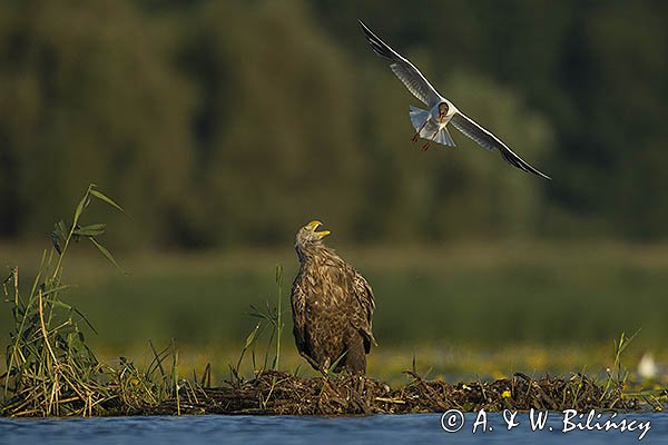 Bieliki, Haliaetus albicilla i śmieszka, Larus ridibundus