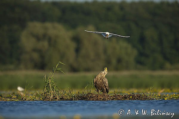 Bieliki, Haliaetus albicilla i śmeszka, Larus ridibundus