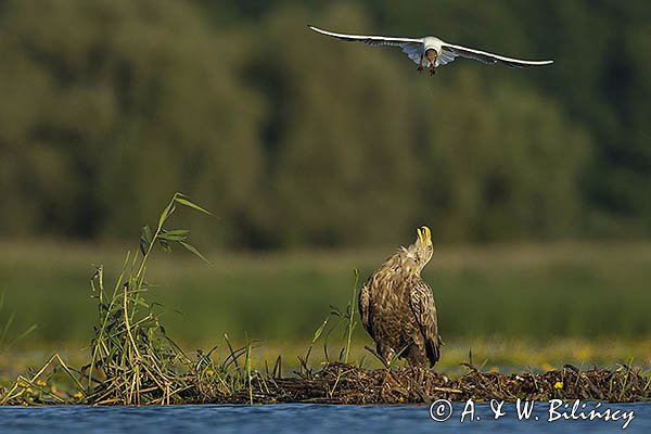 Bieliki, Haliaetus albicilla i śmeszka, Larus ridibundus