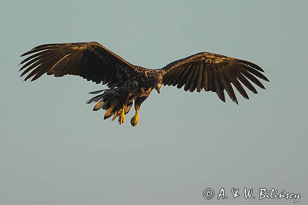 Bielik, Haliaetus albicilla