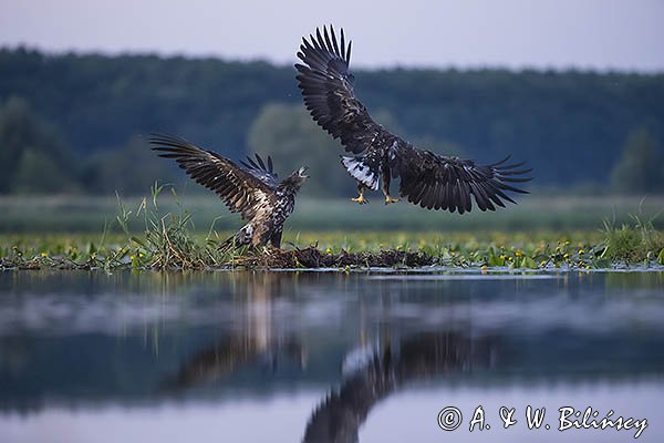 Bielik, Haliaetus albicilla