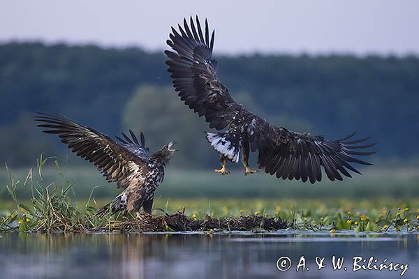 Bielik, Haliaetus albicilla