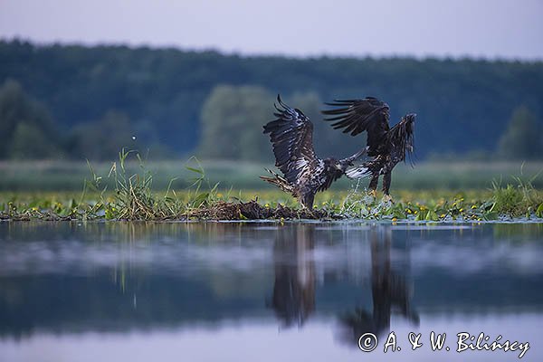 Bielik, Haliaetus albicilla