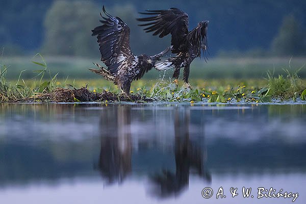 Bielik, Haliaetus albicilla