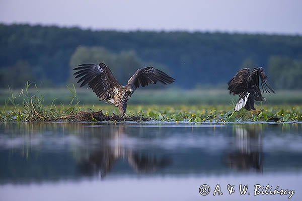 Bielik, Haliaetus albicilla