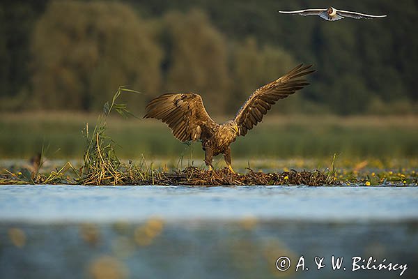 Bieliki, Haliaetus albicilla i śmeszka, Larus ridibundus