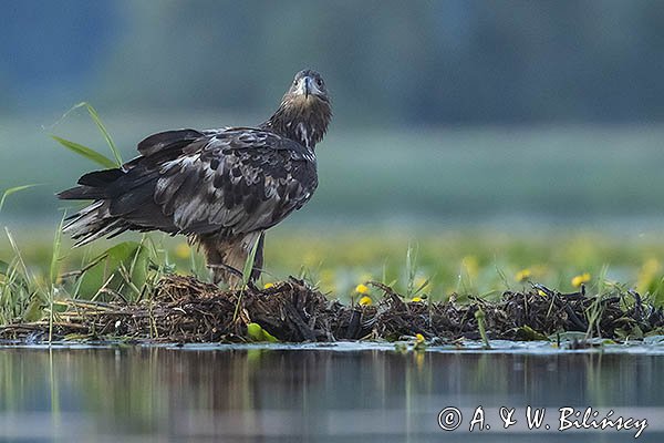 Bielik, Haliaetus albicilla