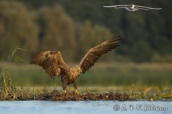 Bieliki, Haliaetus albicilla i śmeszka, Larus ridibundus