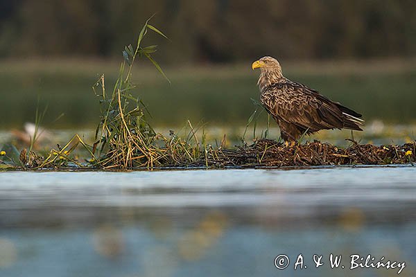 Bielik, Haliaetus albicilla