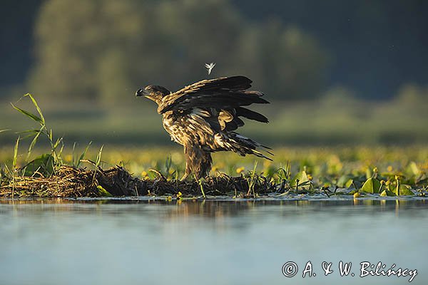 Bielik, Haliaetus albicilla