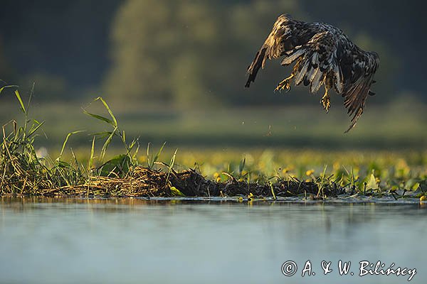 Bielik, Haliaetus albicilla