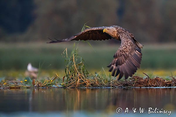 Bielik, Haliaetus albicilla