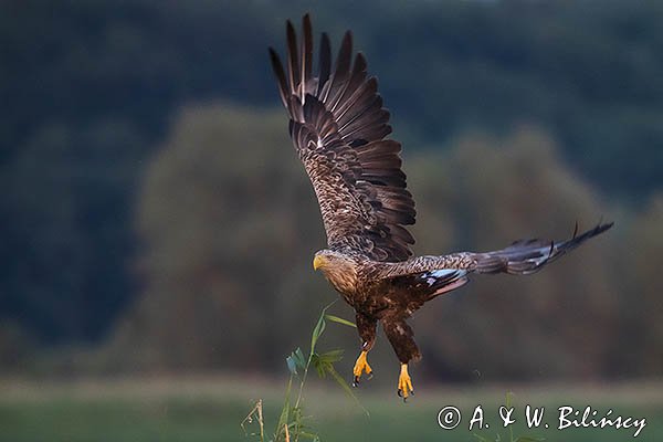 Bielik, Haliaetus albicilla