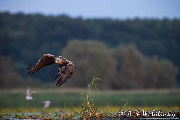 Bielik, Haliaetus albicilla