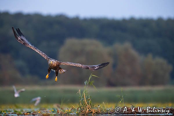 Bielik, Haliaetus albicilla