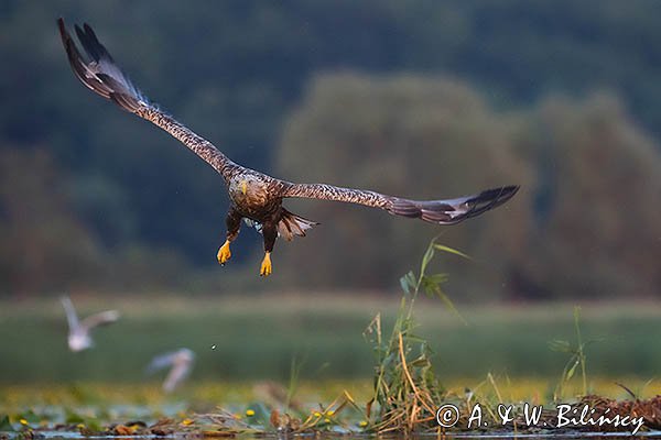 Bielik, Haliaetus albicilla