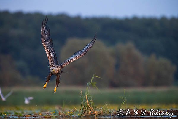 Bielik, Haliaetus albicilla