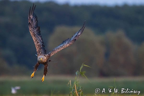 Bielik, Haliaetus albicilla