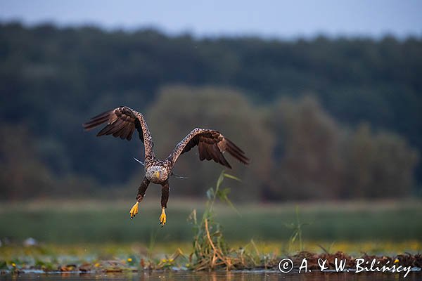 Bielik, Haliaetus albicilla