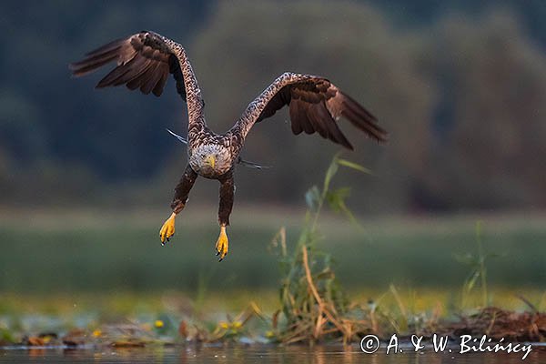 Bielik, Haliaetus albicilla