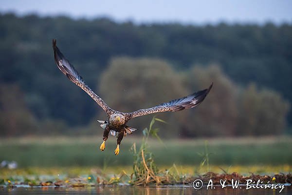 Bielik, Haliaetus albicilla