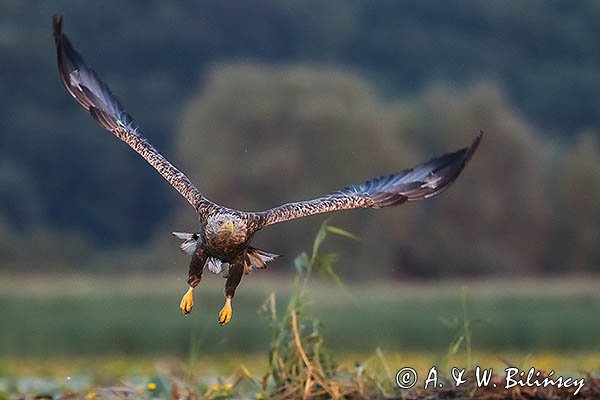 Bielik, Haliaetus albicilla