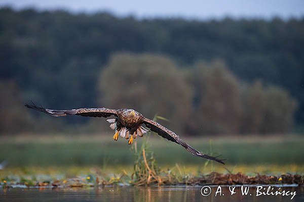 Bielik, Haliaetus albicilla