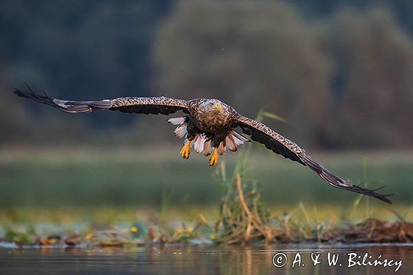 Bielik, Haliaetus albicilla