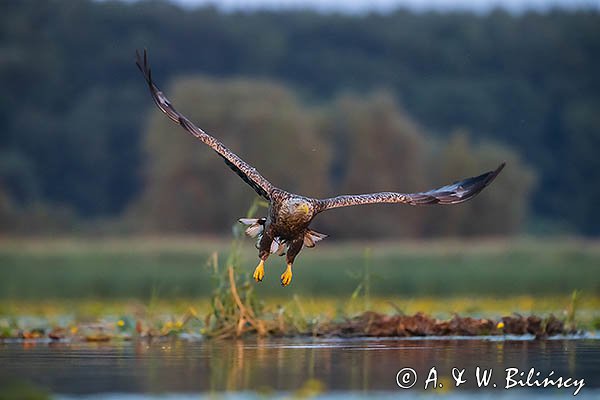 Bielik, Haliaetus albicilla