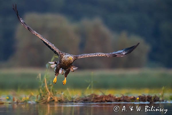 Bielik, Haliaetus albicilla