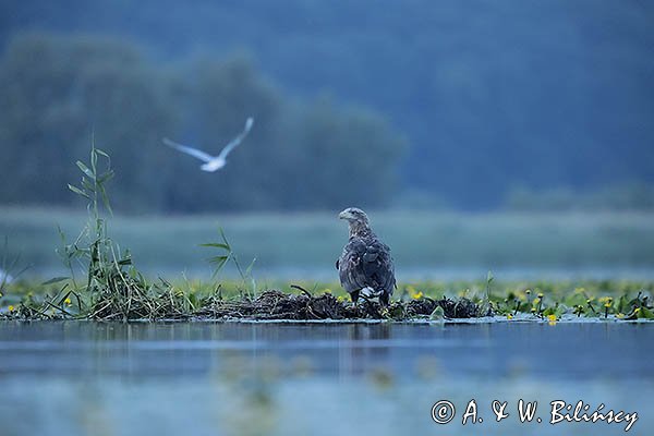 Bielik, Haliaetus albicilla