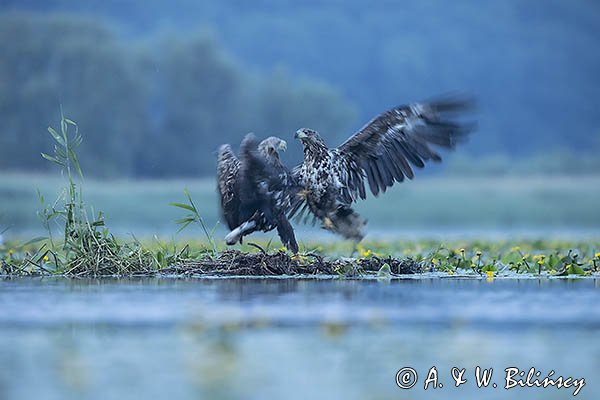 Bielik, Haliaetus albicilla