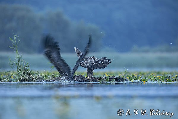 Bieliki, Haliaetus albicilla