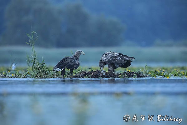 Bieliki, Haliaetus albicilla