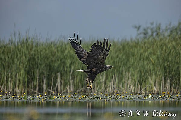 Bielik, Haliaetus albicilla