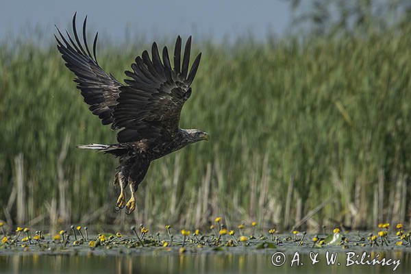 Bielik, Haliaetus albicilla