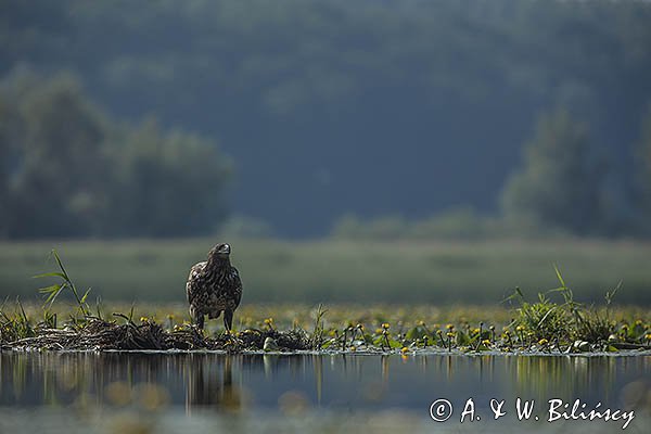 Bielik, Haliaetus albicilla