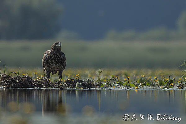 Bielik, Haliaetus albicilla