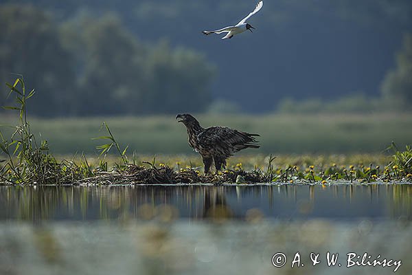 Bielik, Haliaetus albicilla