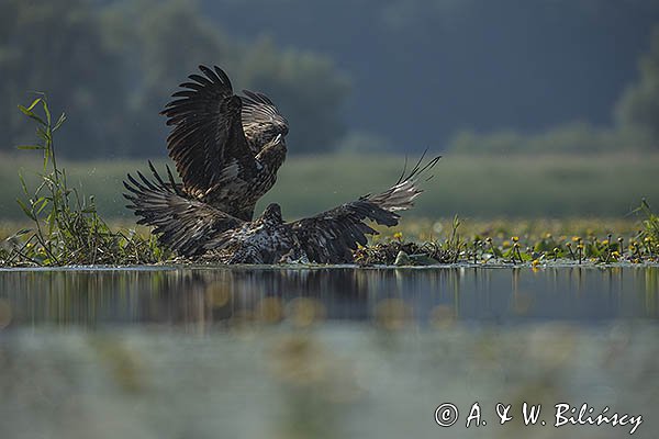 Bieliki, Haliaetus albicilla