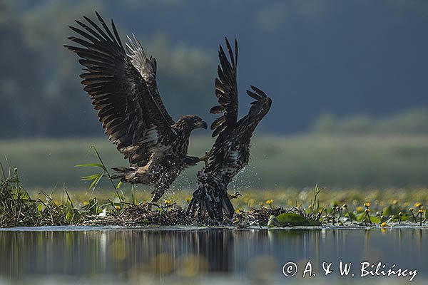 Bielik, Haliaetus albicilla