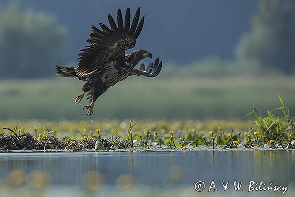 Bielik, Haliaetus albicilla