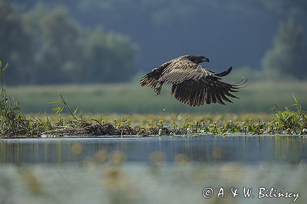 Bielik, Haliaetus albicilla