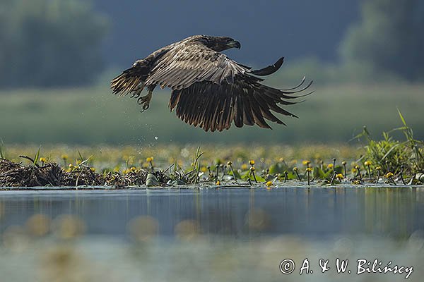 Bielik, Haliaetus albicilla